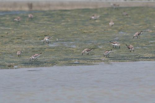 Bécasseaux à col roux