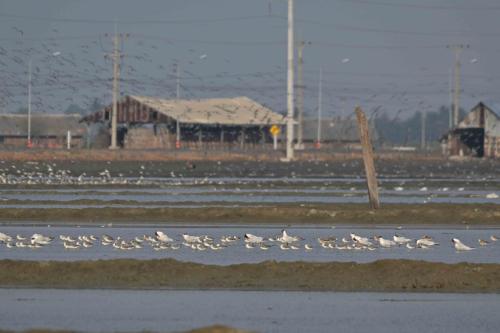 Laem Phak Bia - Marais salants
