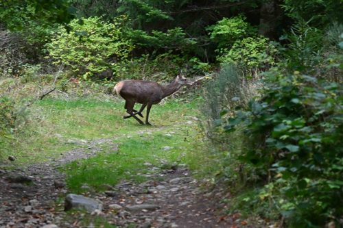 Une des quatre biches rencontrées.