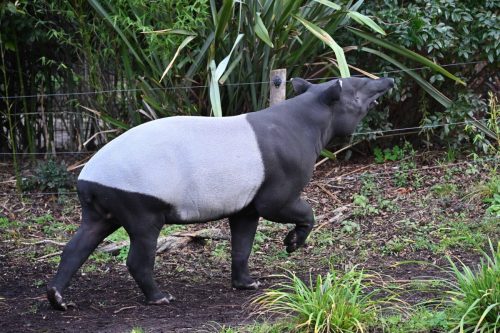 Tapir de Malaisie