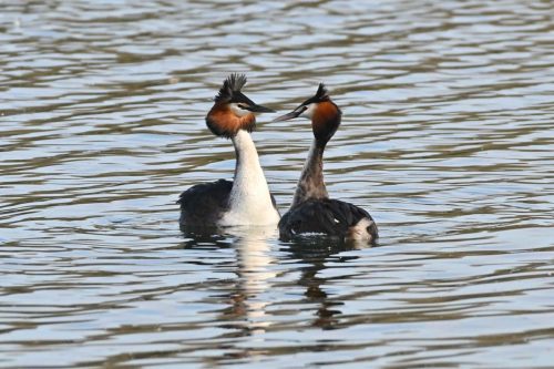 Grèbes huppés