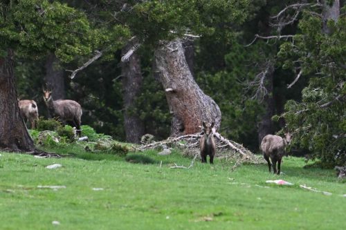 Isards