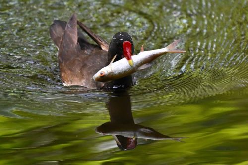 Poule d'eau