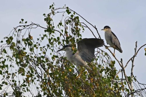 Bihoreaux gris