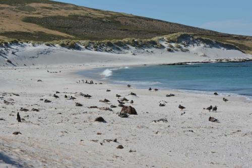 Brassemers des Malouines