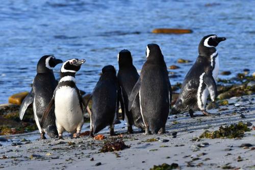Manchots de Magellan