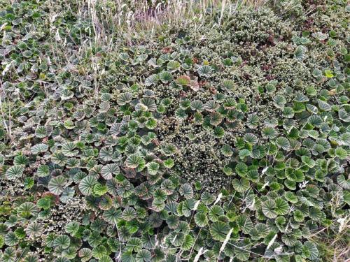 Pig Vine (Gunnera magellanica)