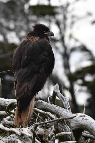 Caracara austral