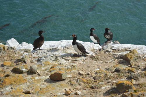 Cormoran de Magellan