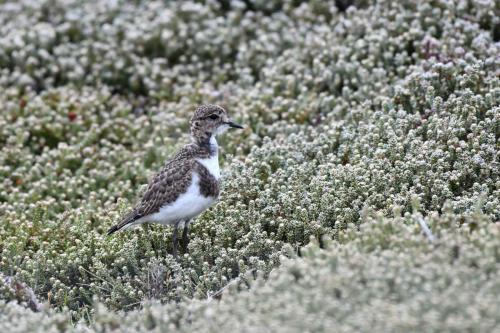 Gravelot des Falkland (jeune)
