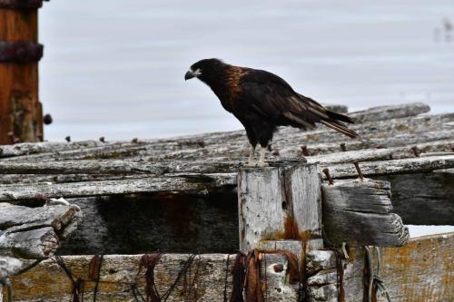 Caracara austral