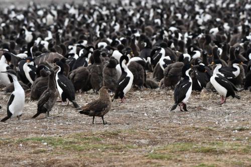 Labbe antarctique toujours aux abords des colonies