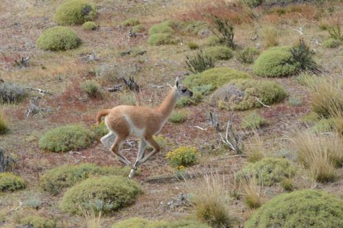 Jeune Guanaco 