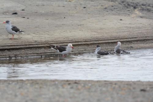 Goéland de Scoresby 