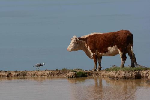 Héron contre vache, qui va gagner ? 
