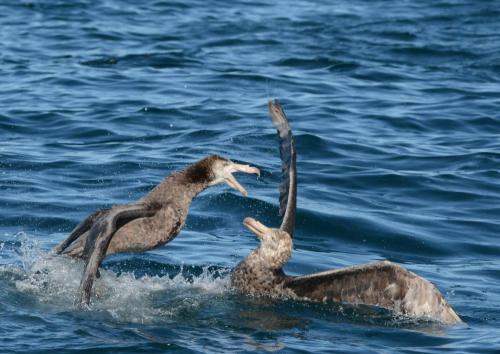 Pétrels de Hall se bagarrant 
