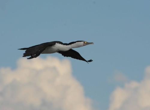 Cormoran varié 