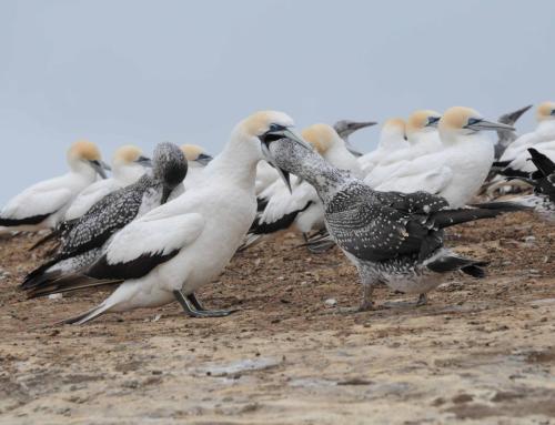 L'adulte régurgite le poisson pour son jeune 