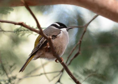 Méliphage à bec fort