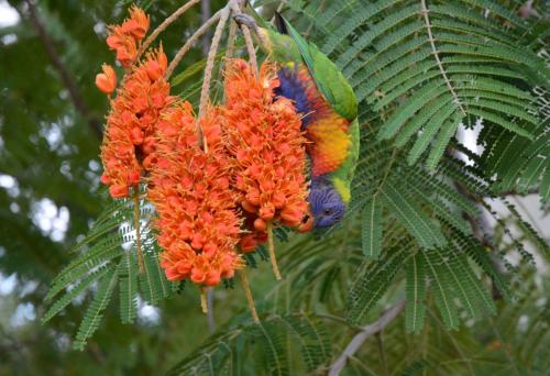 Loriquet de Swainson