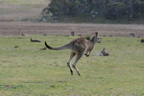 Kangourous