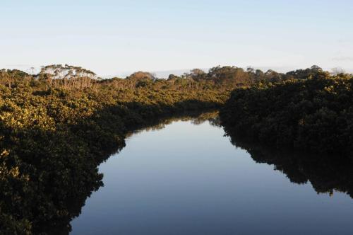 Mangrove sur Phillip Island