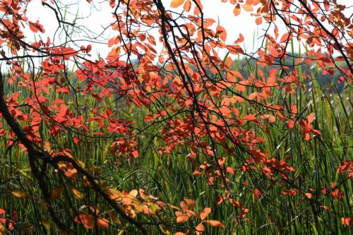 Réserve de Great Meadows