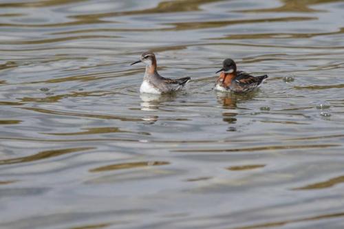 Phalaropes à bec étroit