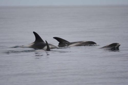 Dauphins à nez blanc