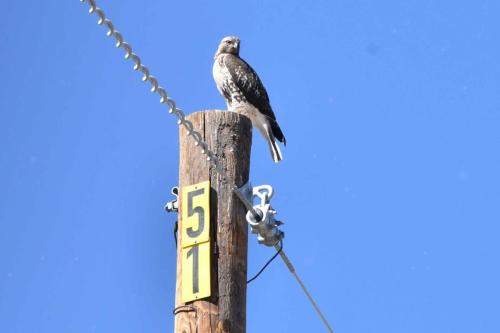 Buse à queue rousse