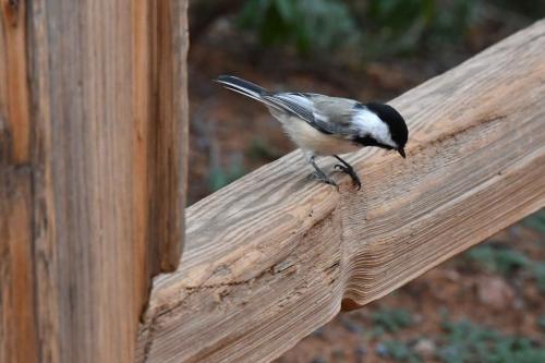 Mésange à tête noire