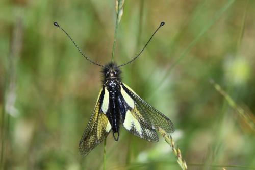 Ascalaphe souffré (Libelloides coccajus) mâle