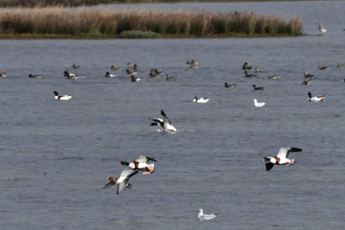 Tadornes de Belon et canards siffleurs