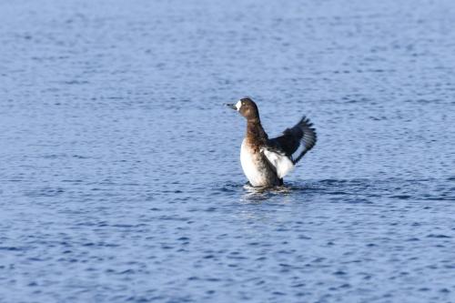 Fuligule milouinan (femelle)