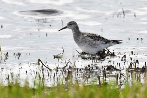 Chevalier combattant