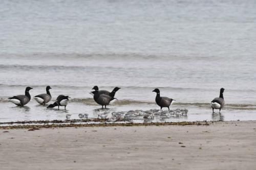Bernaches cravants et Bécasseaux sanderlings