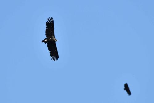 Vautours moines à Salto del Gitano