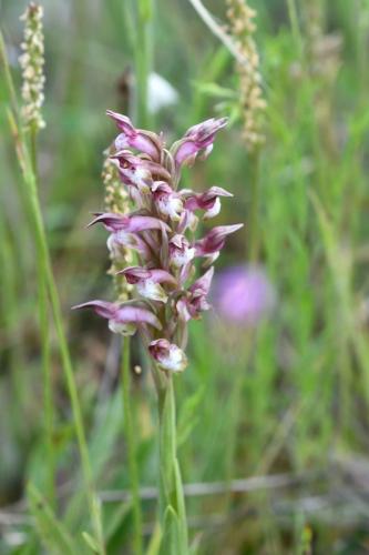 Anacamptis coriophora ?