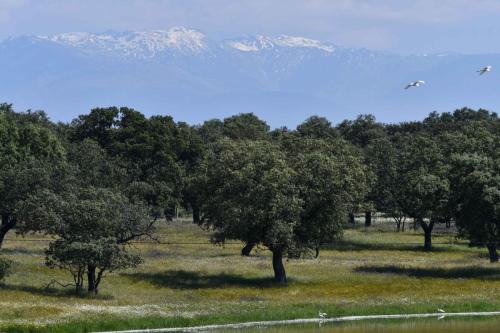 Dehesa paysage typique d'Extremadure, sierra de Gredos