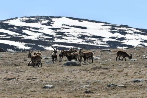 Bouquetins ibériques