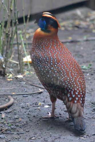 Tragopan de Temminck