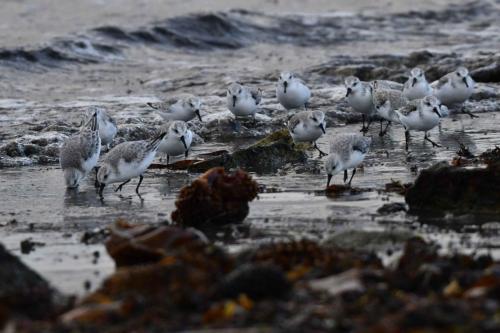 Bécasseaux sanderlings