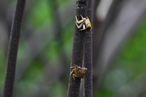 Crabes de palétuviers