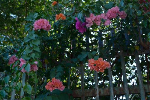 Bougainvillée