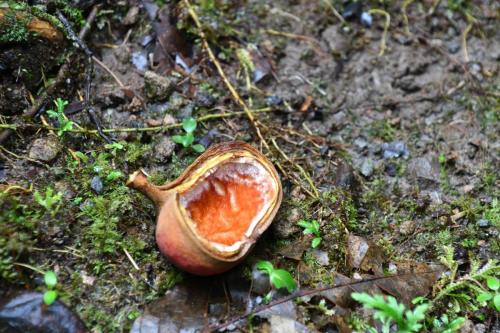 Mahot cochon (Sterculia caribaea)