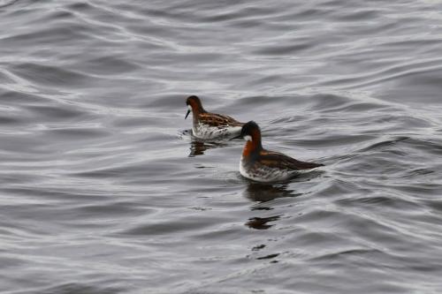 Phalaropes à bec étroit