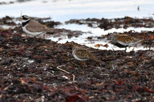Grand gravelot, bécasseau de Temminck et bécasseau variable.