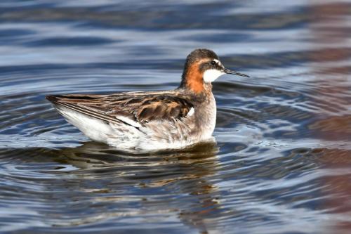 Phalarope à bec étroit, mâle