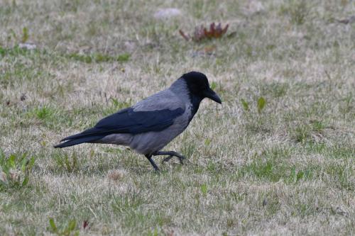 Corneille mantelée