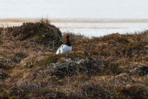 Lagopède des saules